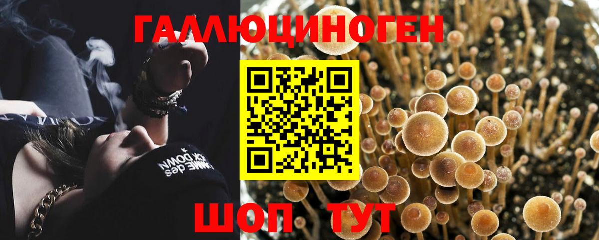 Галлюциногенные грибы Psilocybine cubensis Тольятти
